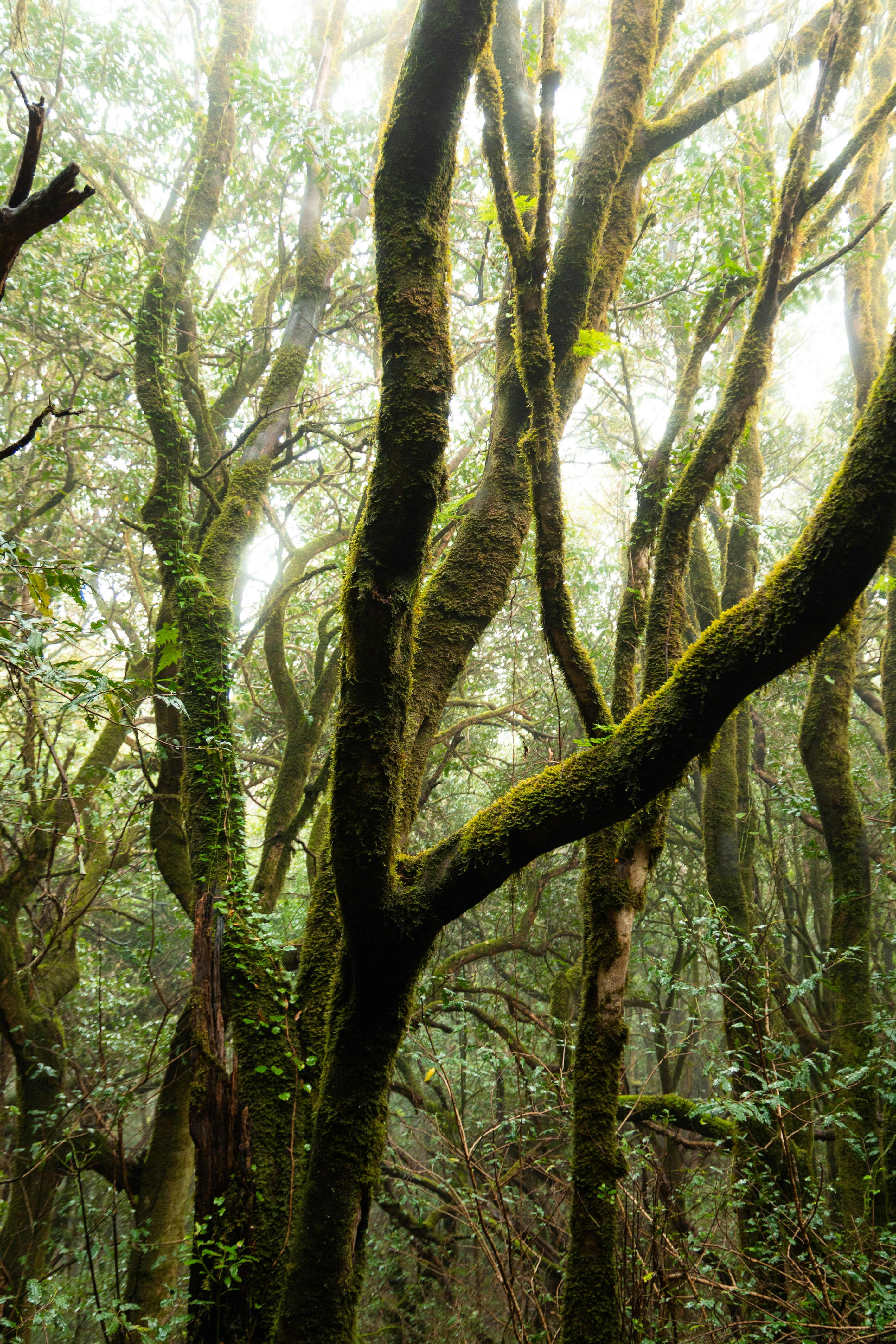 a lush green forest filled with lots of trees