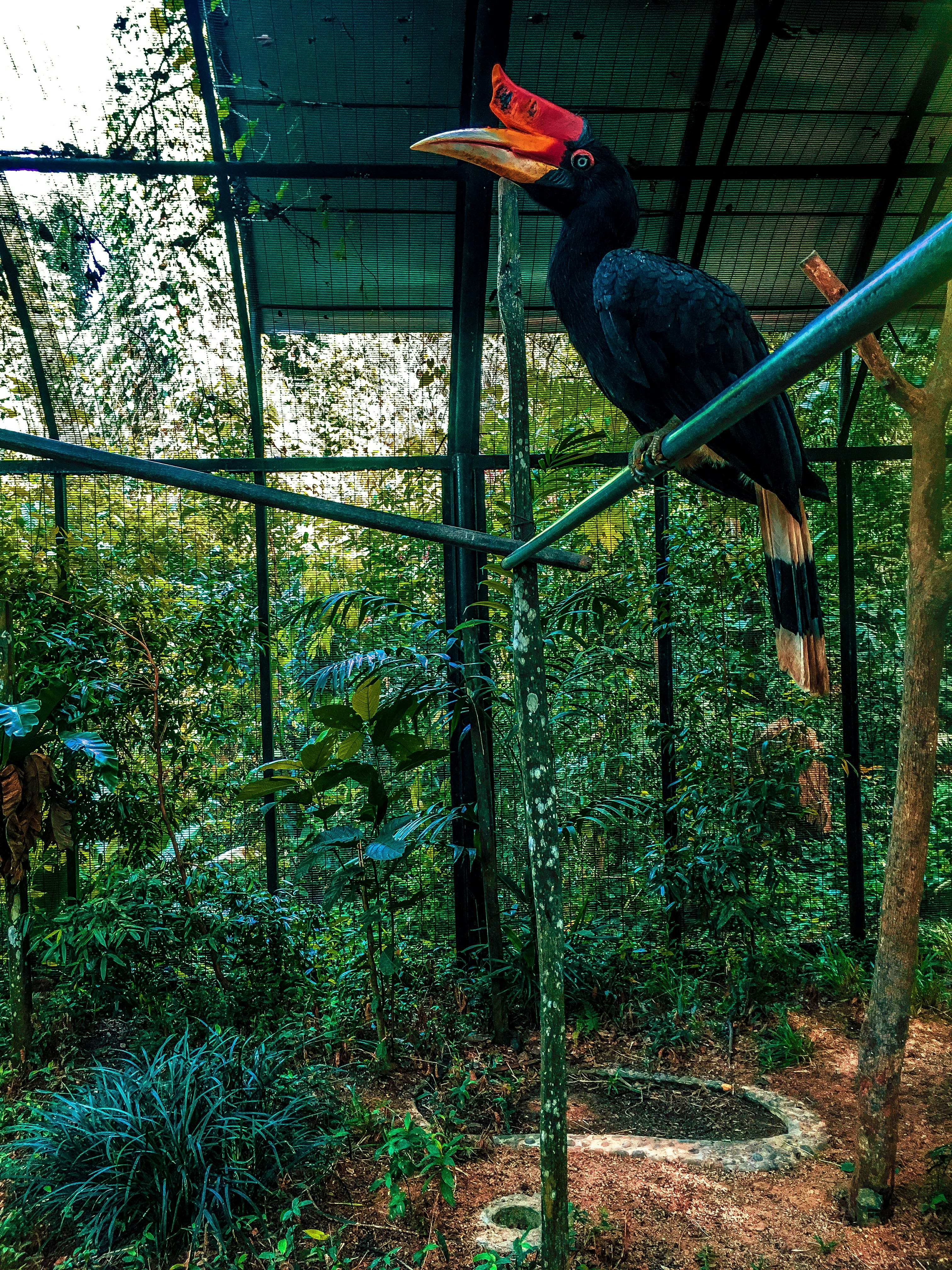 black bird perching metal bar