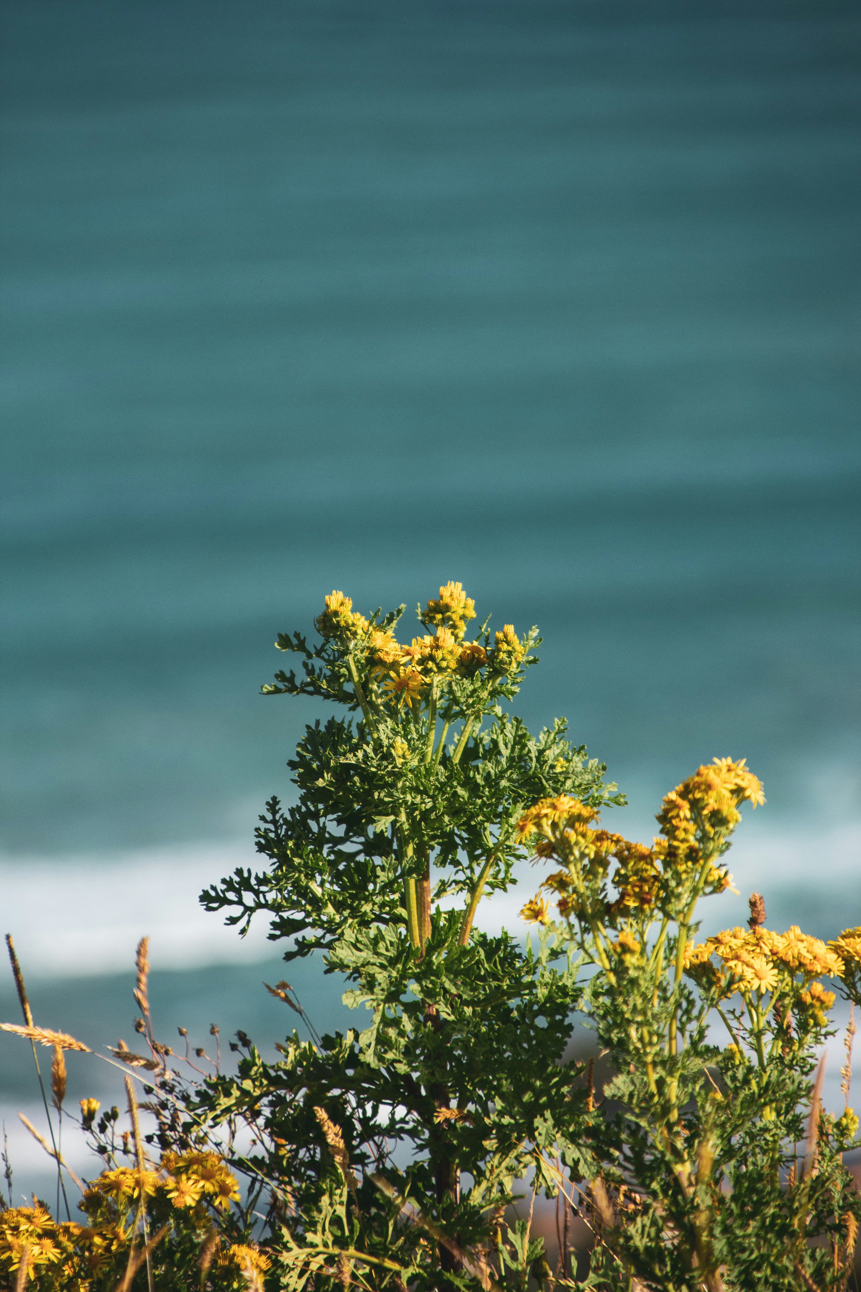yellow flowers under blue sky